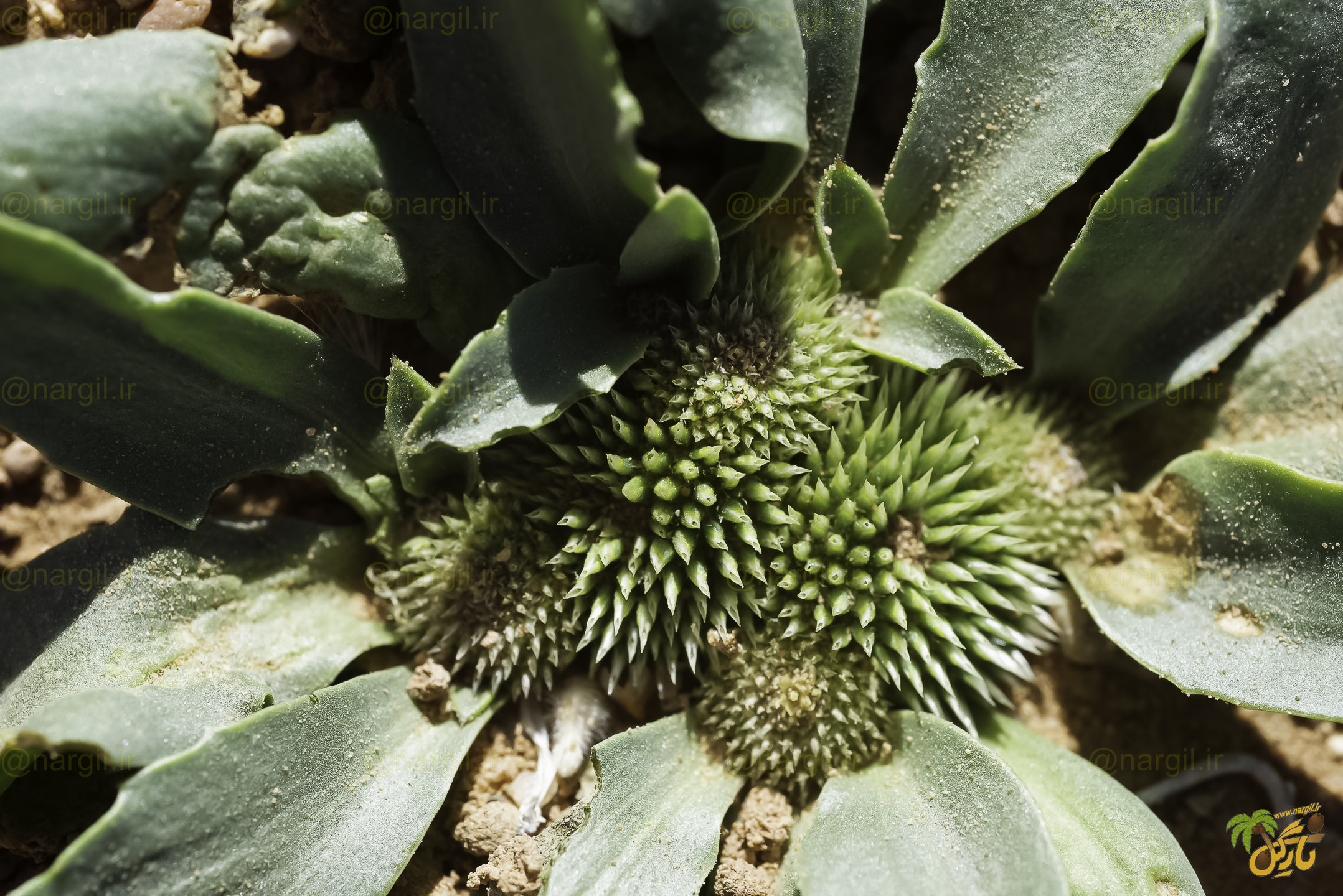 Gymnarrhena micrantha